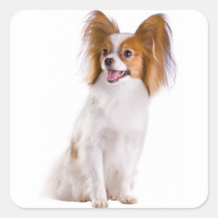 Pegatina Cuadrada Cachorro Papillon - Ama a los cachorros, Hola