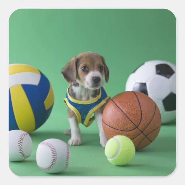 Pegatina Cuadrada Cachorro rodeado de bolas deportivas (Anverso)