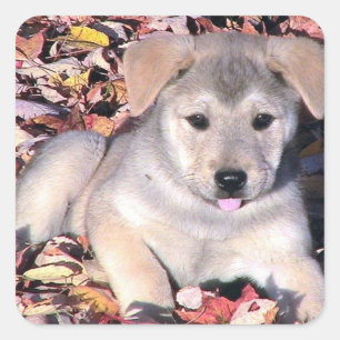 Pegatina Cuadrada Cachorro suave en hojas