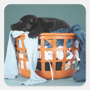 Pegatina Cuadrada Cachorro tendido en la cesta de la lavandería