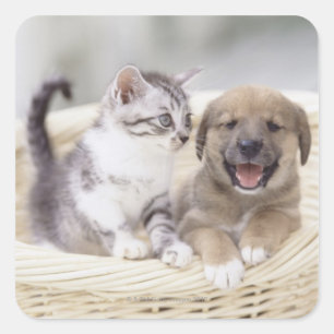 Pegatina Cuadrada Cachorro y gato bebé