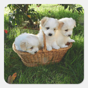 Pegatina Cuadrada Cachorros, Coton de Tulear, Cachorros
