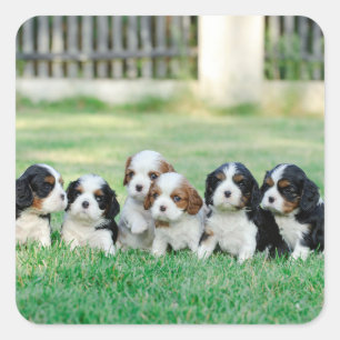 Pegatina Cuadrada Cachorros de Cavalier King Charles Spaniel