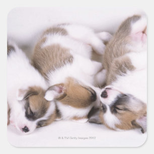 Pegatina Cuadrada Cachorros de corgi soleado