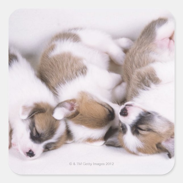 Pegatina Cuadrada Cachorros de corgi soleado (Anverso)