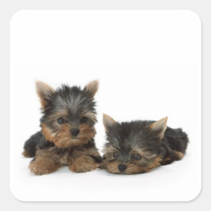 Pegatina Cuadrada Cachorros de Cute Yorkshire Terrier