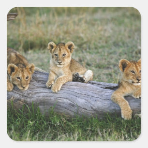 Pegatina Cuadrada Cachorros de León en Tronco