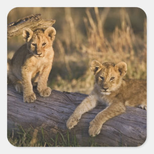 Pegatina Cuadrada Cachorros de León en Tronco
