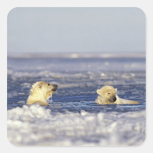 Pegatina Cuadrada Cachorros de oso polar jugando
