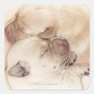 Pegatina Cuadrada Cachorros de recuperación de Labrador amarillo, 10