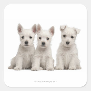 Pegatina Cuadrada Cachorros de West Highland Terrier (7 semanas de e