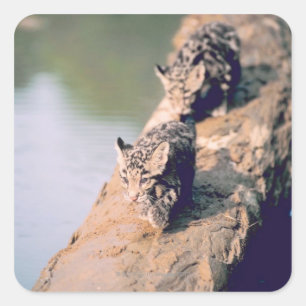 Pegatina Cuadrada Cachorros del leopardo en registro