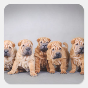 Pegatina Cuadrada Cachorros shar pei chinos