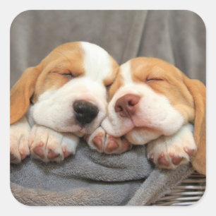 Pegatina Cuadrada Cachorros soleados