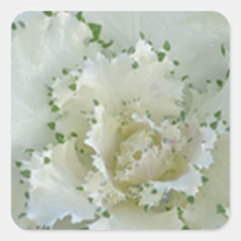 Pegatina Cuadrada Cactus