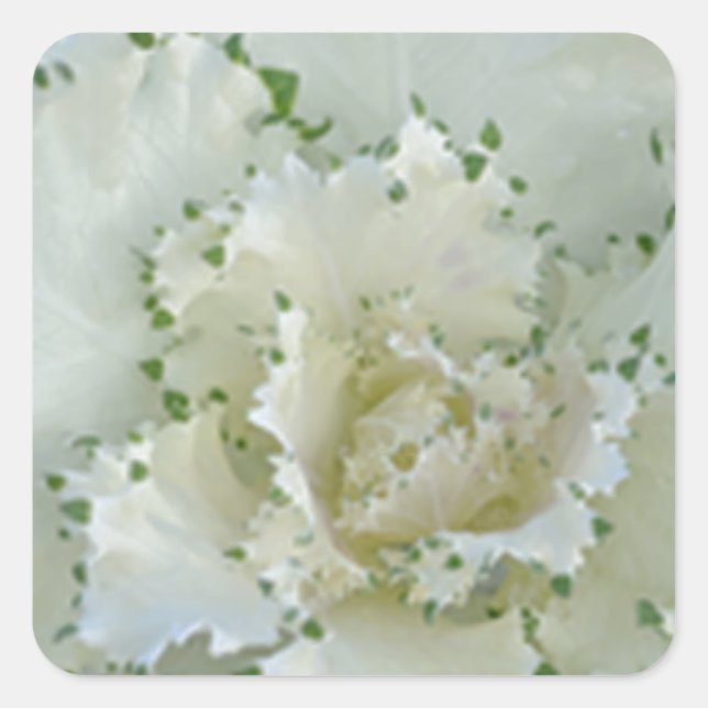 Pegatina Cuadrada Cactus (Anverso)