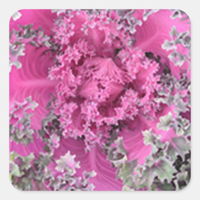 Pegatina Cuadrada Cactus (Anverso)