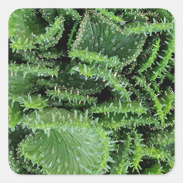 Pegatina Cuadrada Cactus (Anverso)