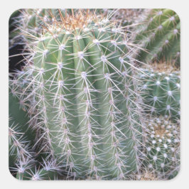 Pegatina Cuadrada Cactus