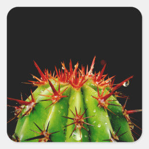 Pegatina Cuadrada Cactus