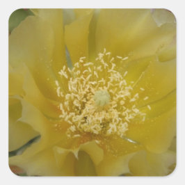 Pegatina Cuadrada Cactus Amarillo en Flor