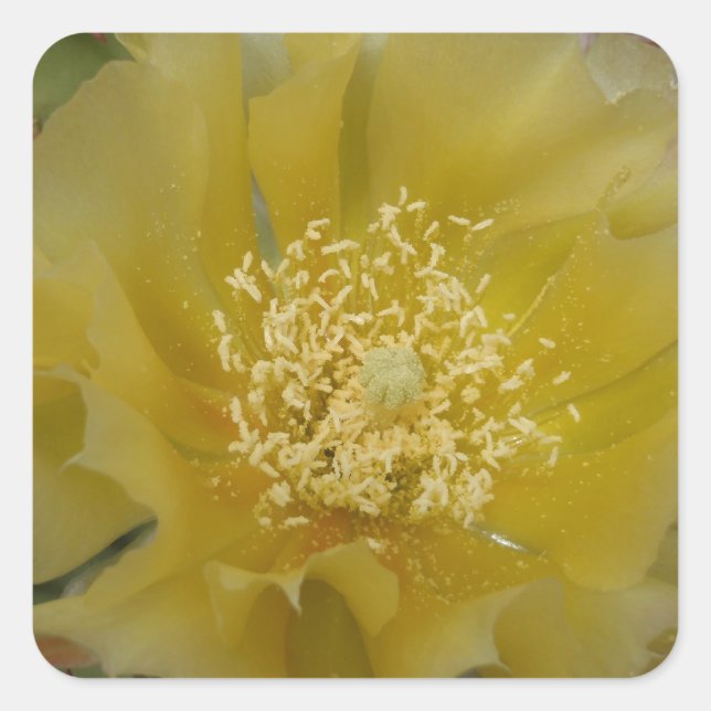 Pegatina Cuadrada Cactus Amarillo en Flor (Anverso)