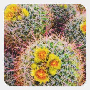 Pegatina Cuadrada Cactus de barril en primer plano, California