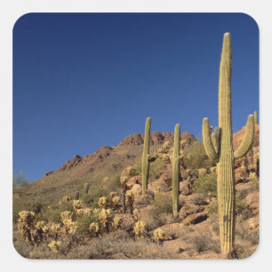 Pegatina Cuadrada Cactus del Saguaro y montañas de Tucson, Tucson