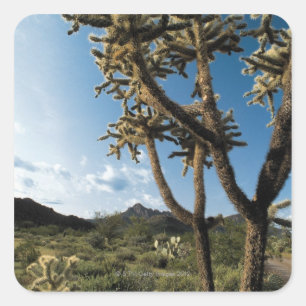 Pegatina Cuadrada Cactus en el Parque Nacional de Saguaro, Arizona