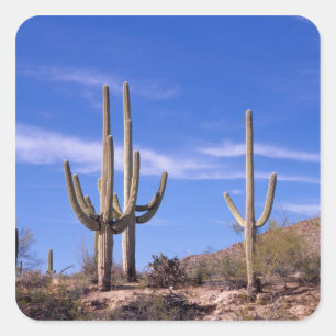 Pegatina Cuadrada Cactus gigante saguaro multi bravo, Saguaro