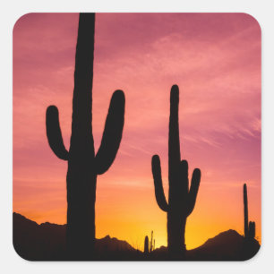 Pegatina Cuadrada Cactus saguaro al amanecer, Arizona