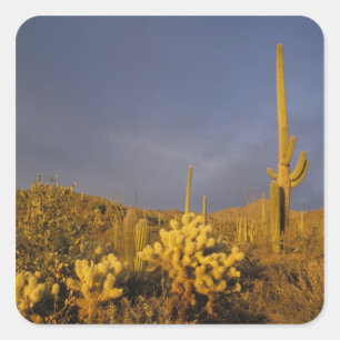 Pegatina Cuadrada cactus saguaro, Carnegiea gigantea, y teddy