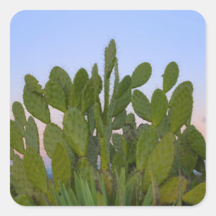 Pegatina Cuadrada Cactus y sisal en Bosque Seco
