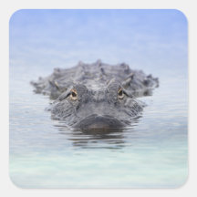 Caimán Americano – Lake Apopka Wildlife Drive