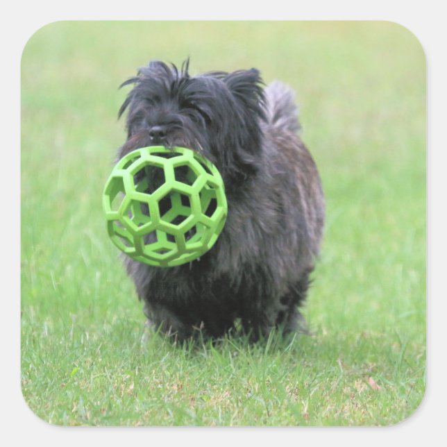 Pegatina Cuadrada Cairn terrier (Anverso)