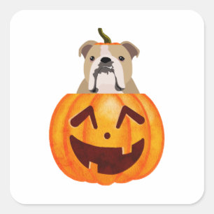 Pegatina Cuadrada Calabaza de bulldog