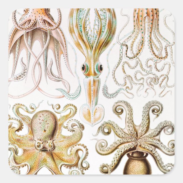 Pegatina Cuadrada Calamar del pulpo, Gamochonia por Ernst Haeckel (Anverso)