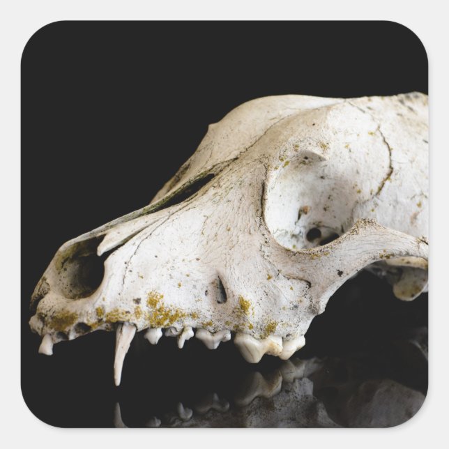 Pegatina Cuadrada Calavera animal (Anverso)