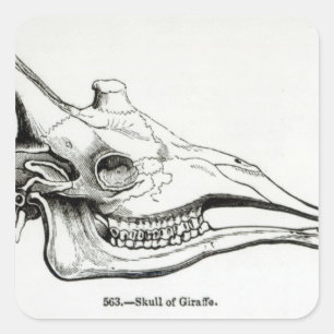Pegatina Cuadrada Calavera de una jirafa