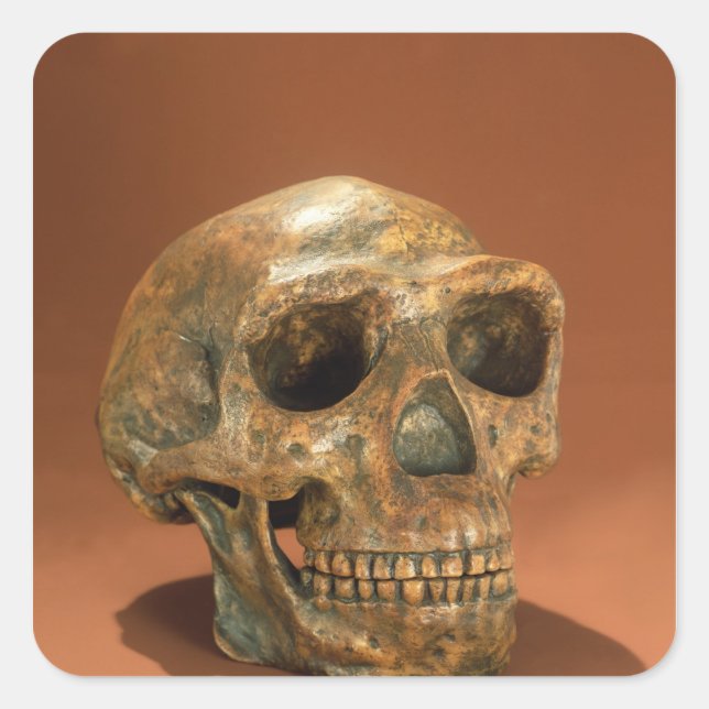 Pegatina Cuadrada Calavera reconstruida de Peking Man (Anverso)