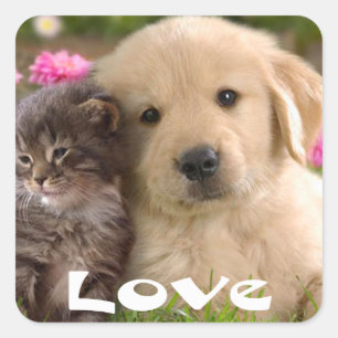 Pegatina Cuadrada Calcomanías de cachorro de Golden Retriever y gati