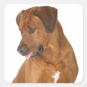 Pegatina Cuadrada Calcomanías de cachorros de perro Ridgeback de Rod