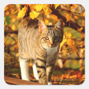 Pegatina Cuadrada calcomanías de gato de otoño