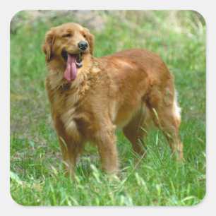 Pegatina Cuadrada Calcomanías de perro de cachorro Retriever dorado