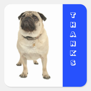 Pegatina Cuadrada Calcomanías de Pug Cachorro Perro Agradecimiento