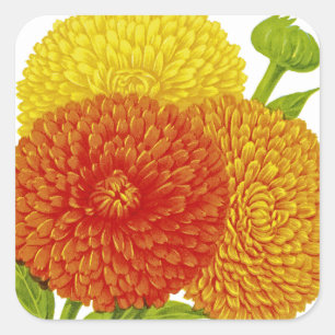 Pegatina Cuadrada Calendula Vintage Seed Pack