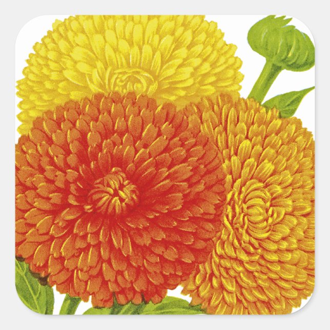 Pegatina Cuadrada Calendula Vintage Seed Pack (Anverso)