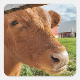 Pegatina Cuadrada Calf