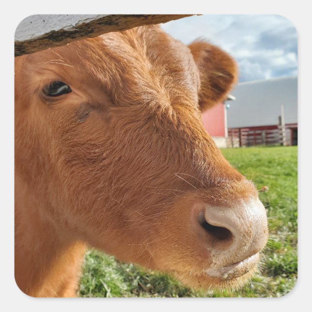 Pegatina Cuadrada Calf (Anverso)
