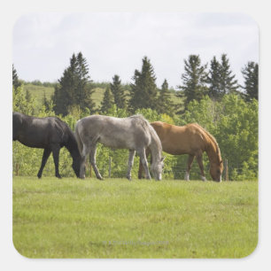 Pegatina Cuadrada Calgary, Alberta (Canadá)